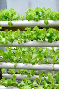 Nutrient-FIlm-Technique-NFT-systems-cost-75-100000--683x1024